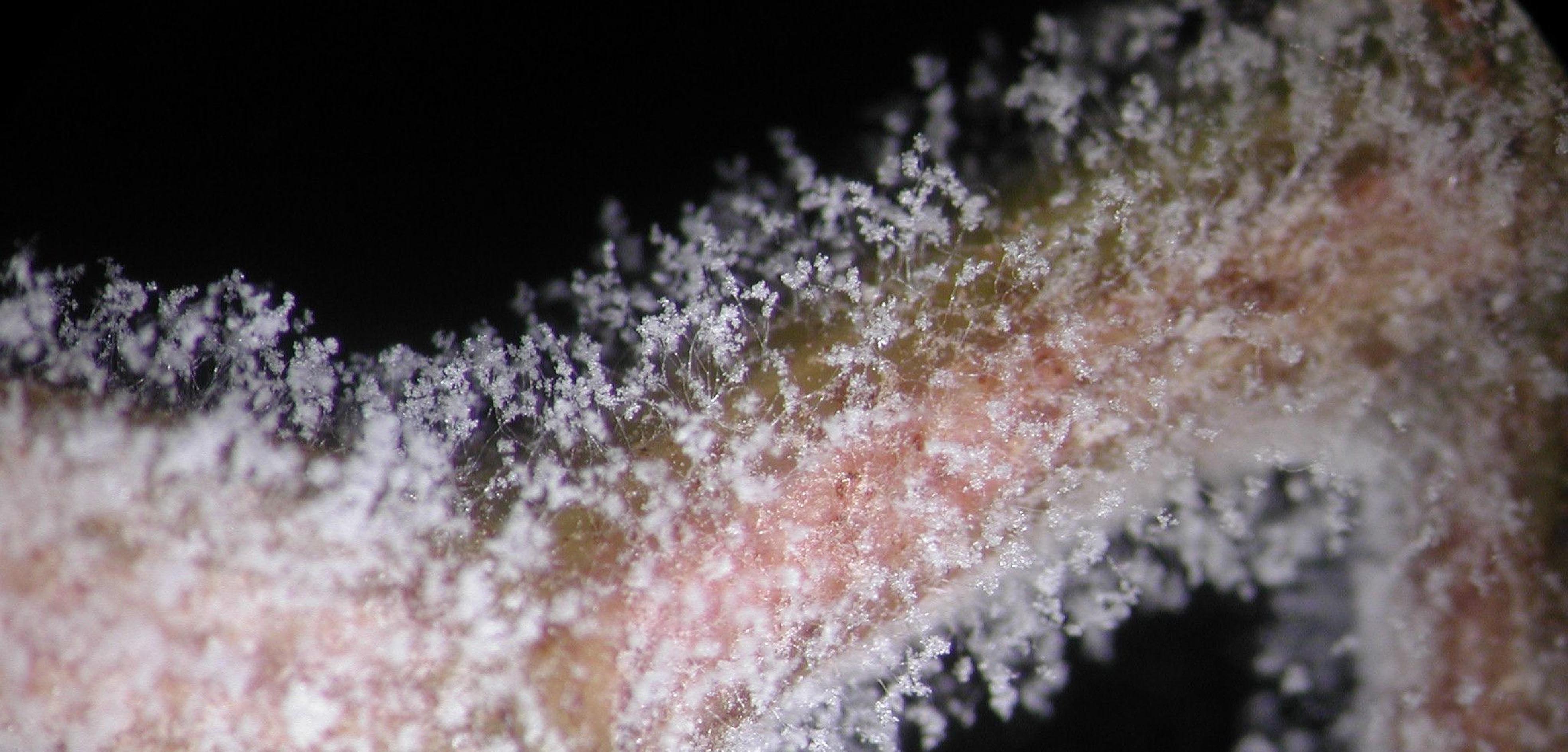 Sporangia from leaves